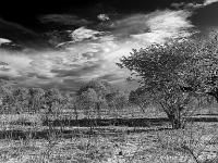 Rezerwat w Chobe (Botswana)